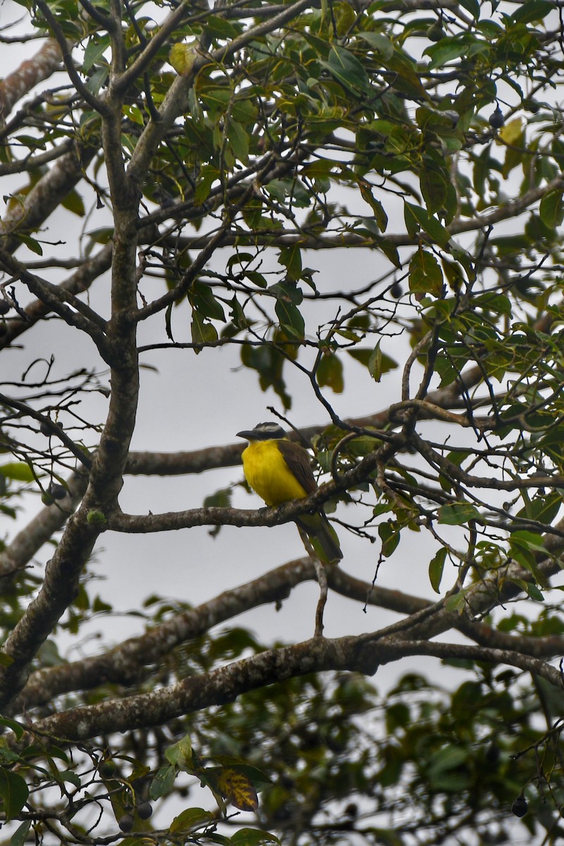 Boat-billed Flycatcher - ML612575020