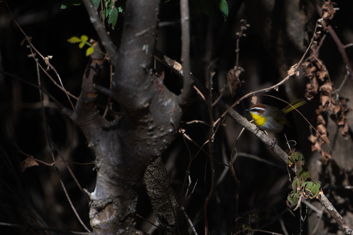 Rufous-capped Warbler - ML612575074
