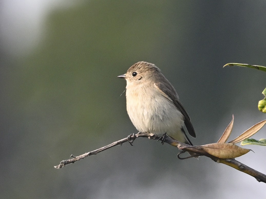 Taiga/Red-breasted Flycatcher - ML612575104