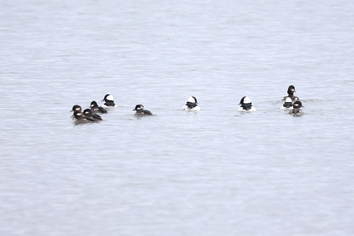 Bufflehead - ML612575159