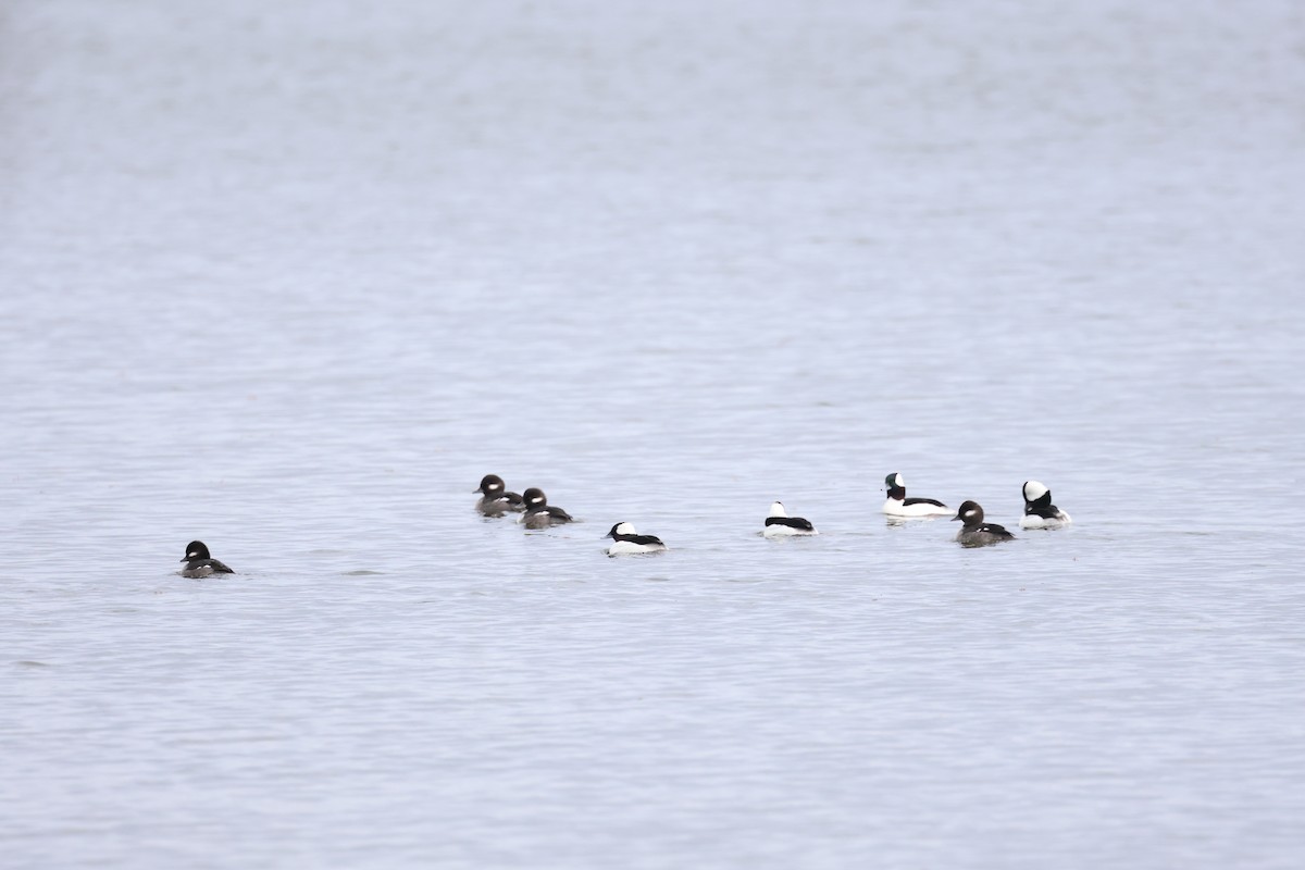 Bufflehead - ML612575161