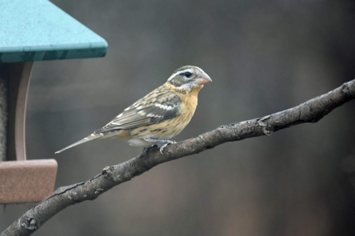 Black-headed Grosbeak - ML612575342