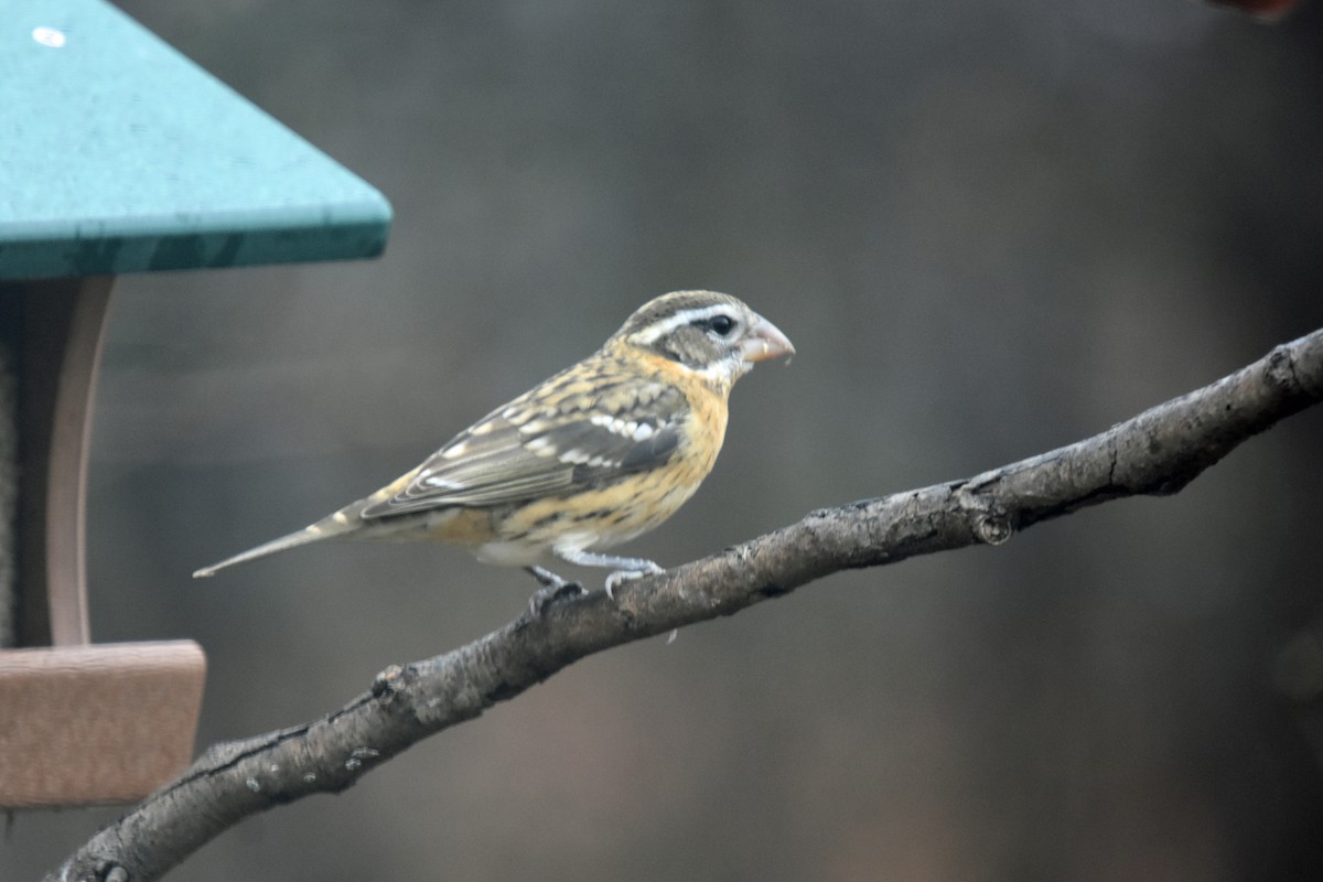 Black-headed Grosbeak - ML612575343