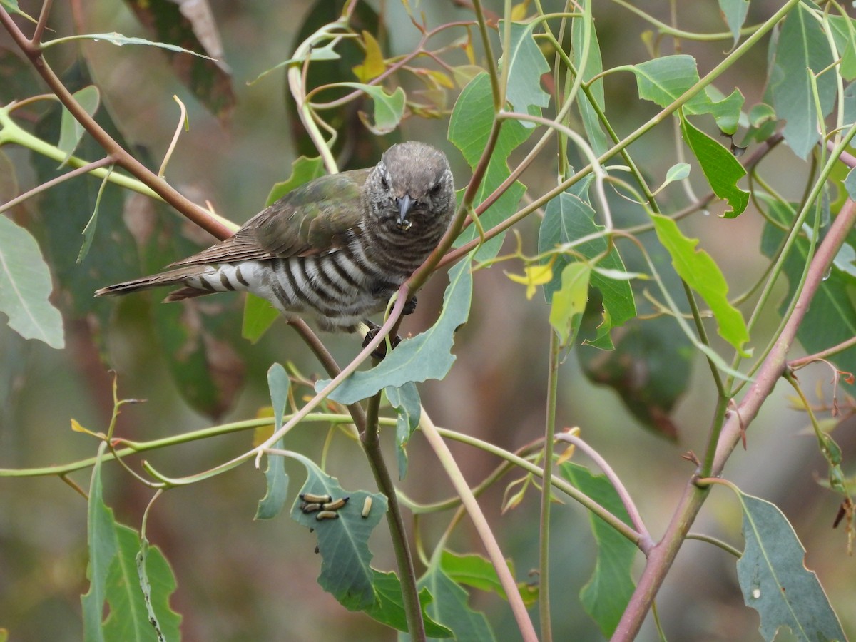 Shining Bronze-Cuckoo - ML612575351