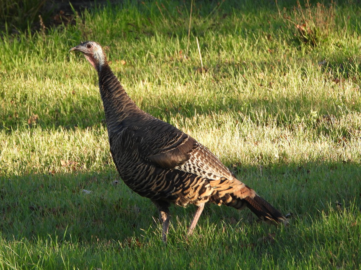 Wild Turkey - Lynne Craft