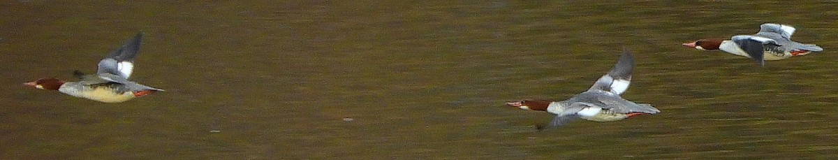 Common Merganser - ML612575371