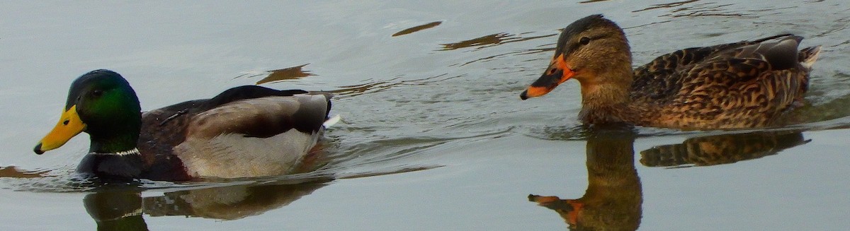 綠頭鴨 - ML612575382