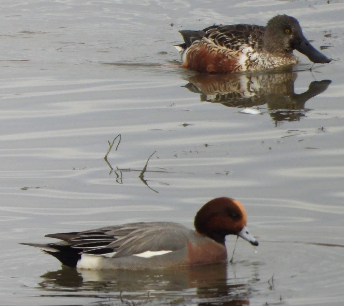 赤頸鴨 - ML612575405