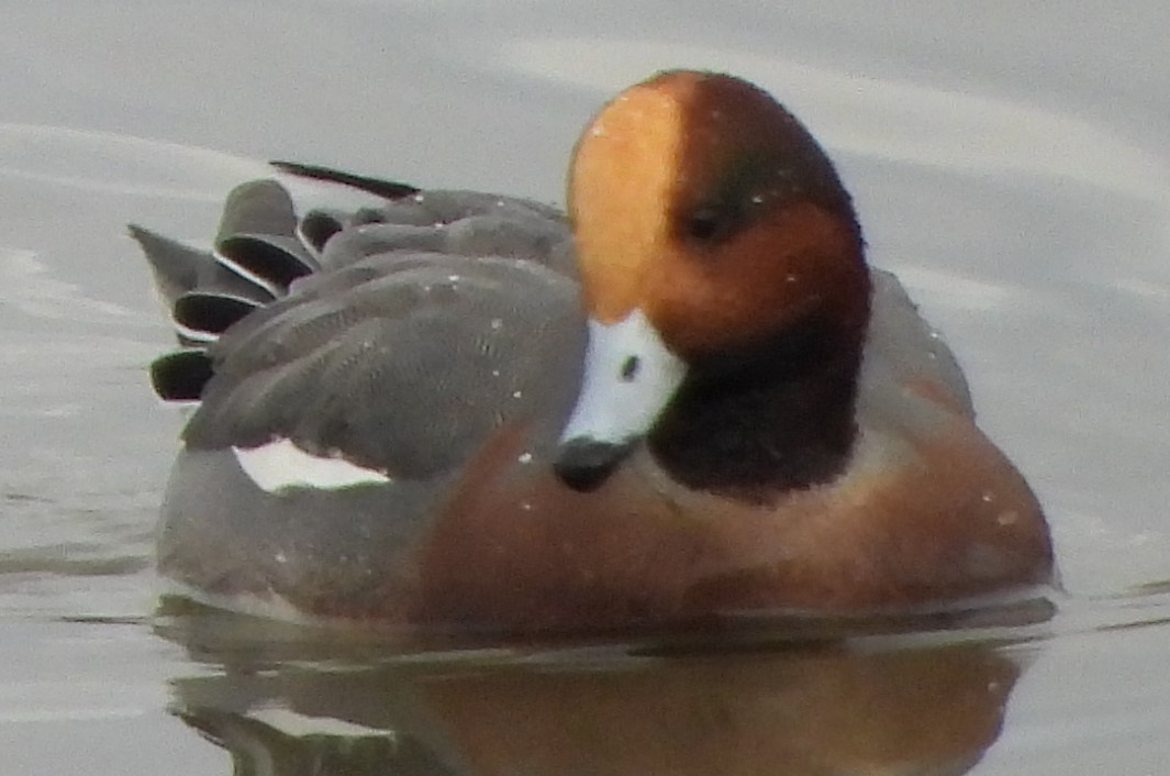 赤頸鴨 - ML612575406