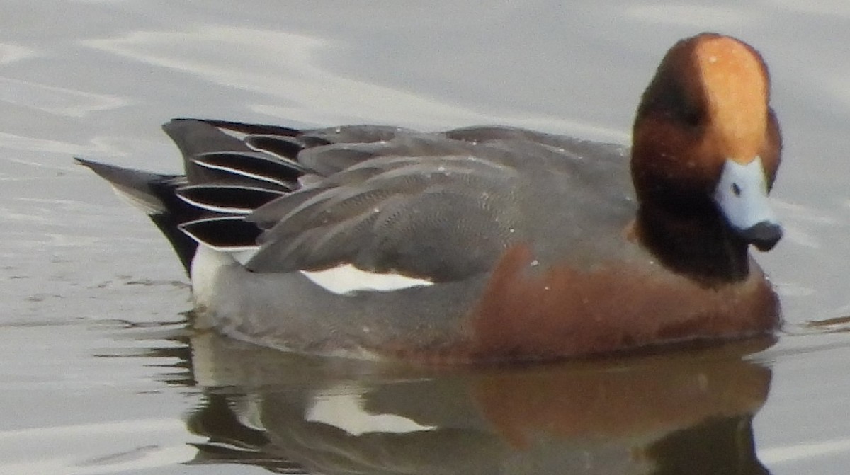 赤頸鴨 - ML612575407