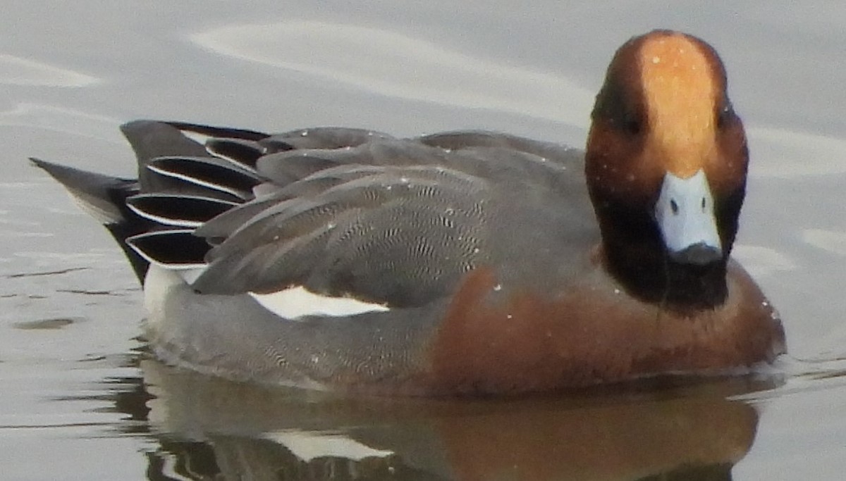 赤頸鴨 - ML612575408