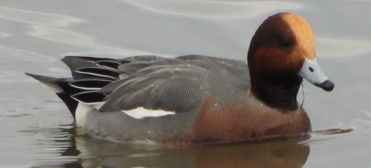 赤頸鴨 - ML612575409