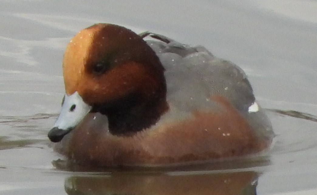 赤頸鴨 - ML612575410