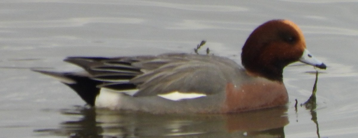 赤頸鴨 - ML612575411