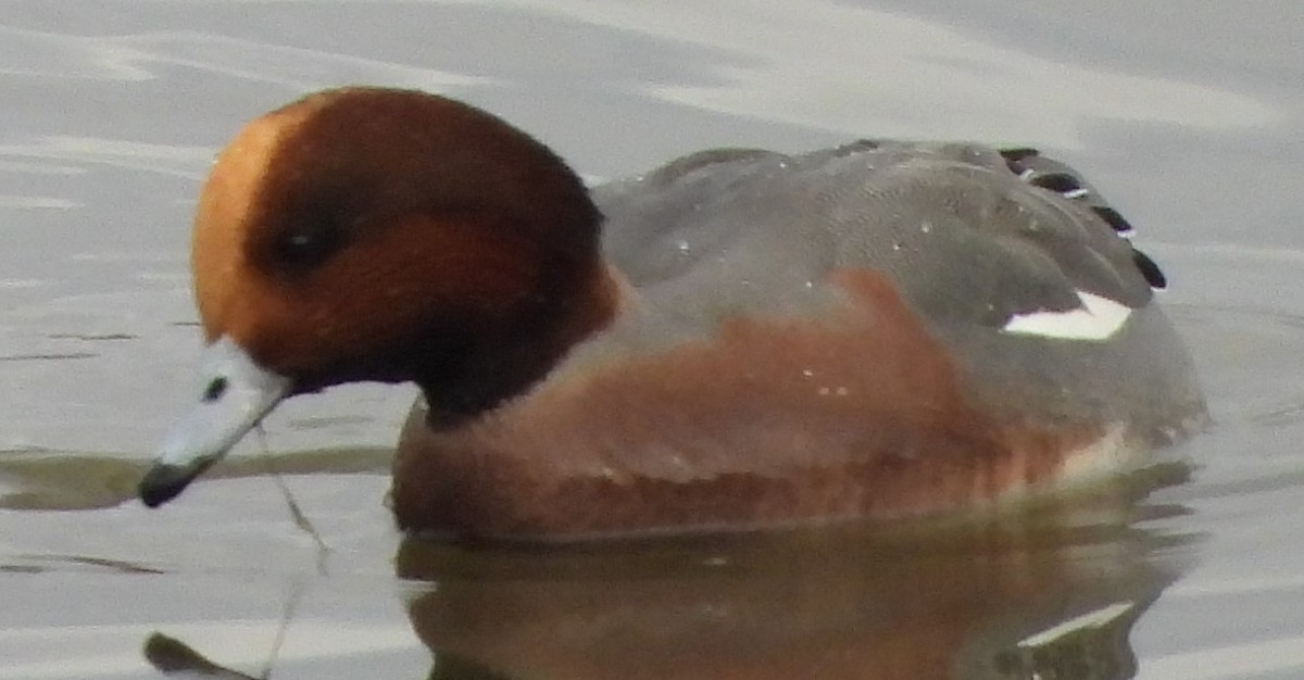 Eurasian Wigeon - ML612575412