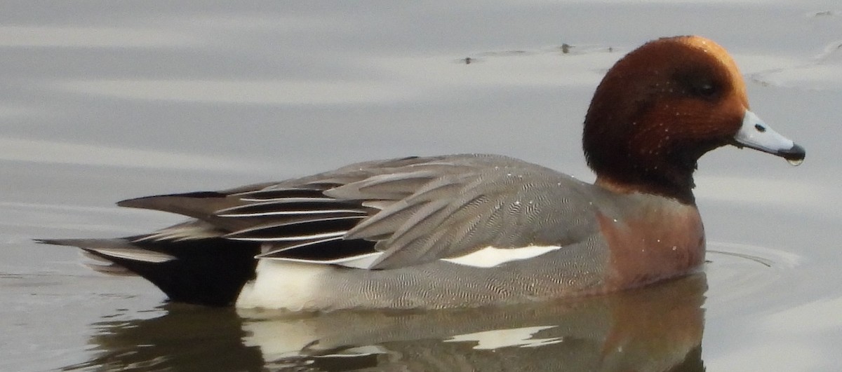 赤頸鴨 - ML612575413