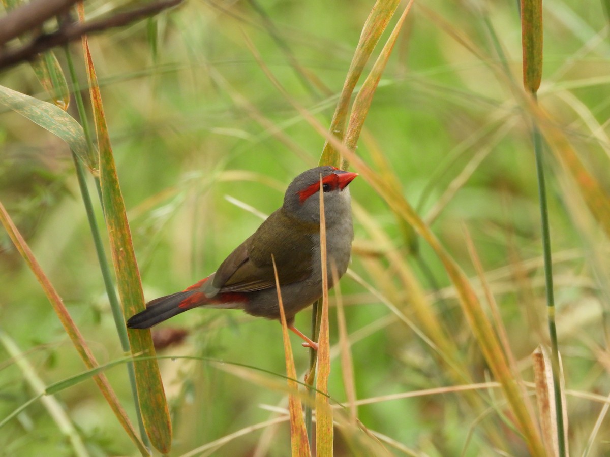 Red-browed Firetail - David Dedenczuk