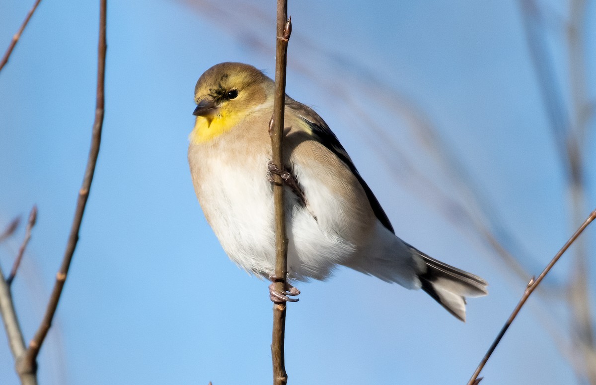 American Goldfinch - ML612575443