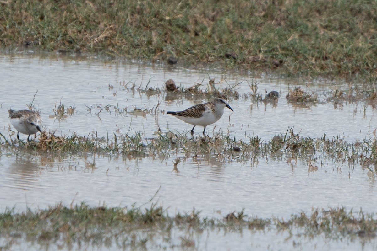 Little Stint - Jake Harfield