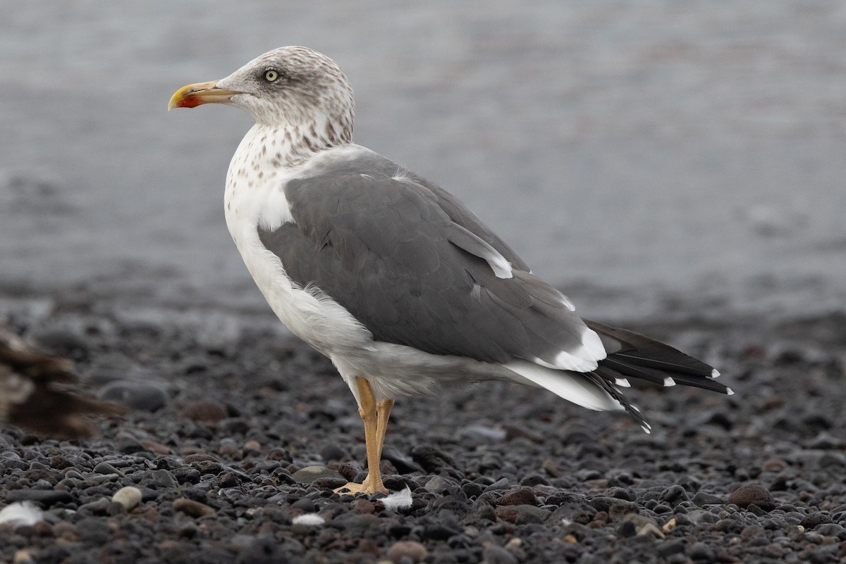 Lesser Black-backed Gull - ML612575461