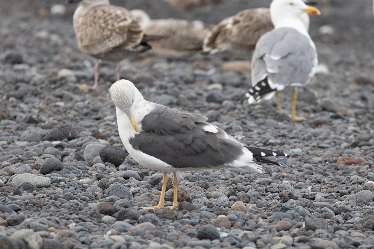 小黑背鷗 - ML612575462