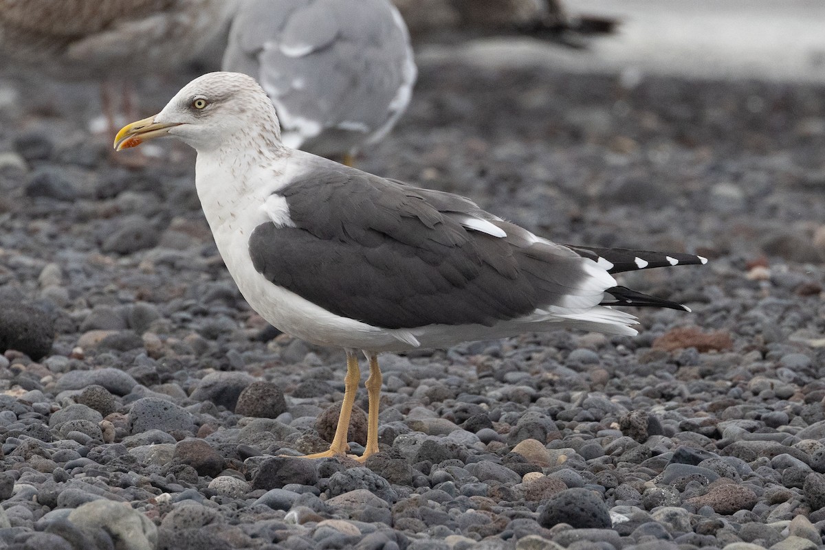 Lesser Black-backed Gull - ML612575463