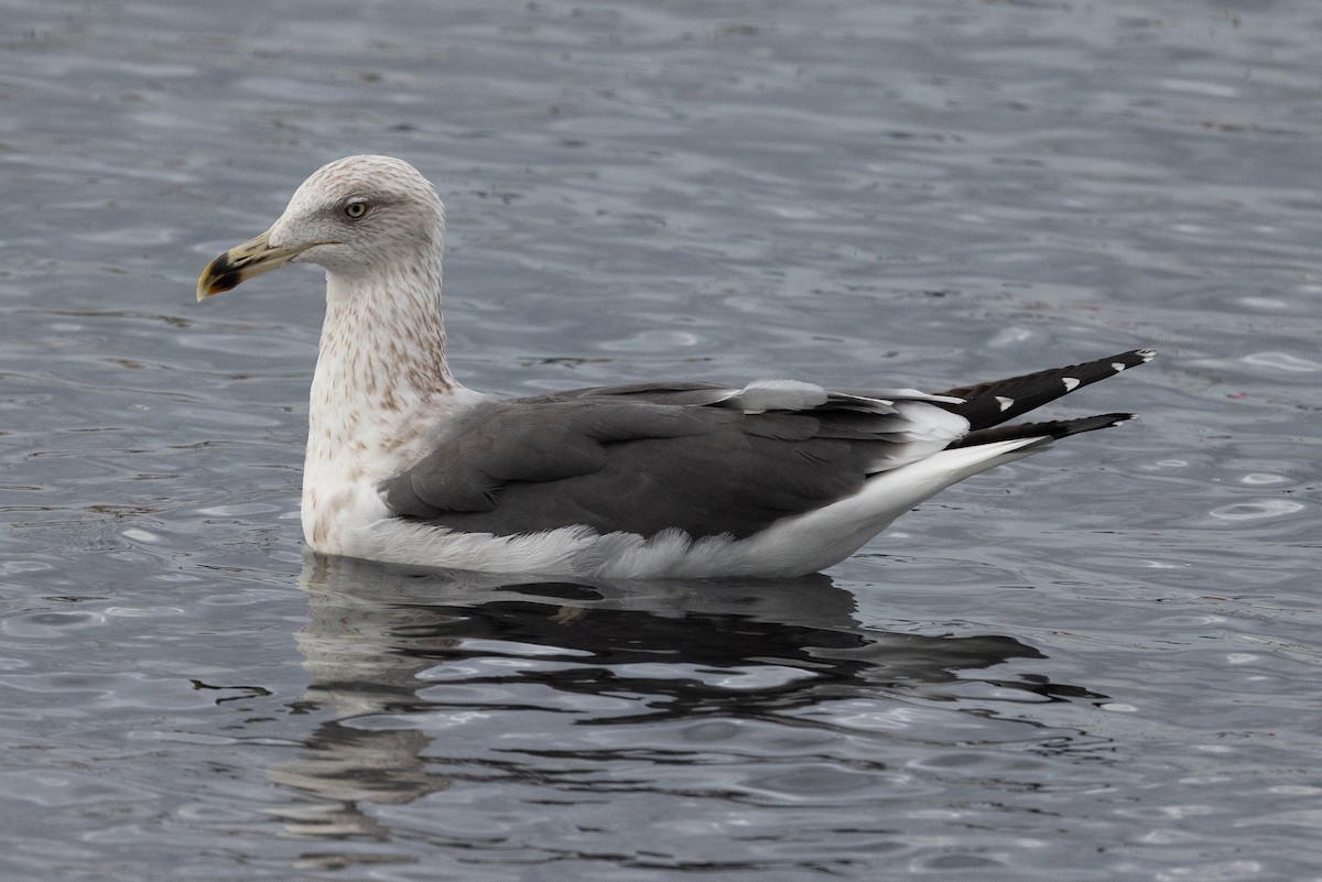 Lesser Black-backed Gull - ML612575465