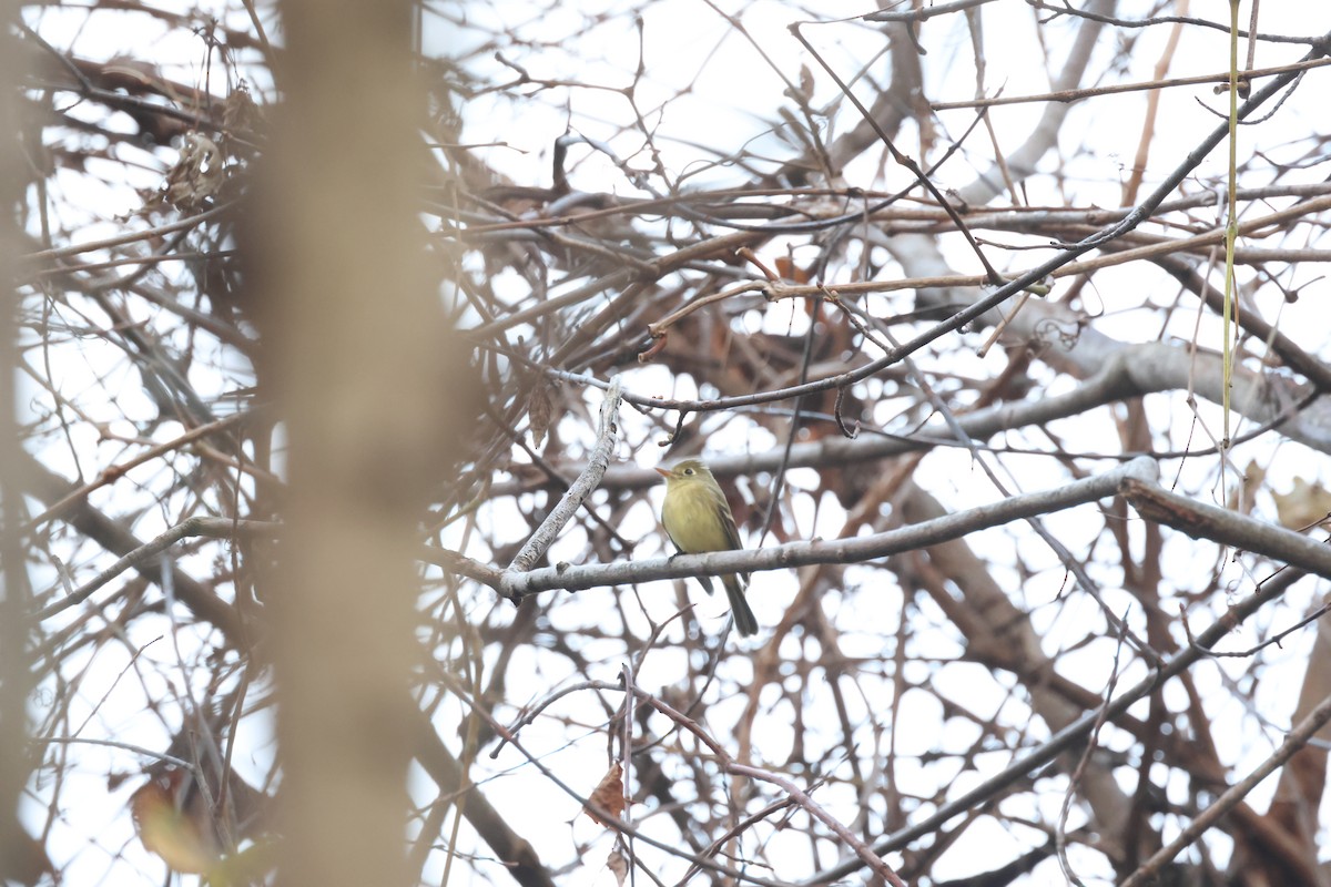 Western Flycatcher (Pacific-slope) - ML612575498
