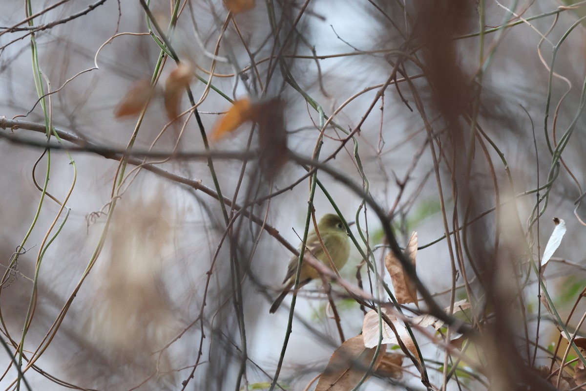 Western Flycatcher (Pacific-slope) - ML612575499