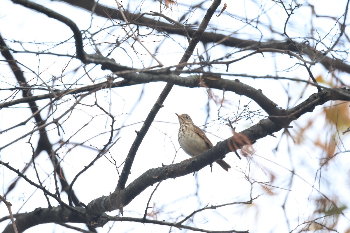 Hermit Thrush - ML612575639