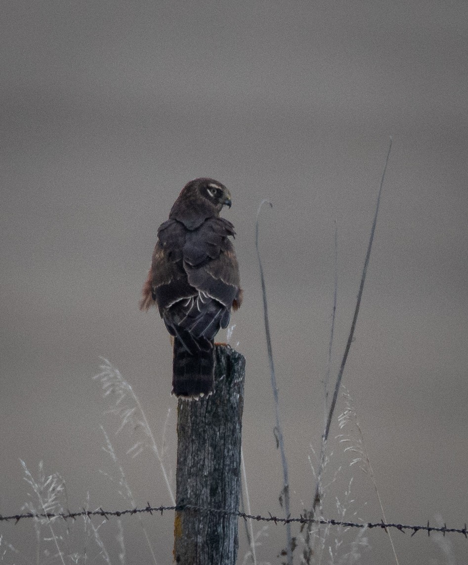 Northern Harrier - ML612575762