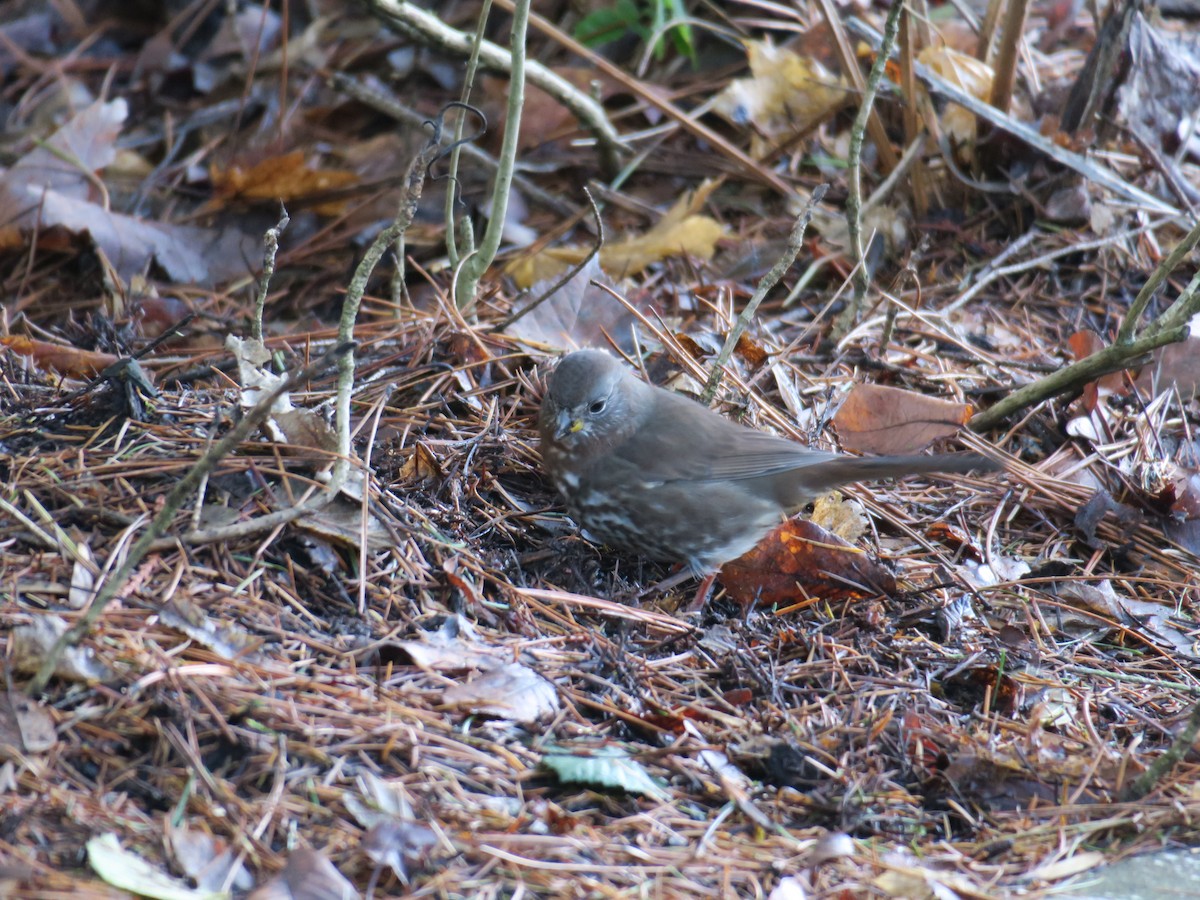 Fox Sparrow - ML612575814