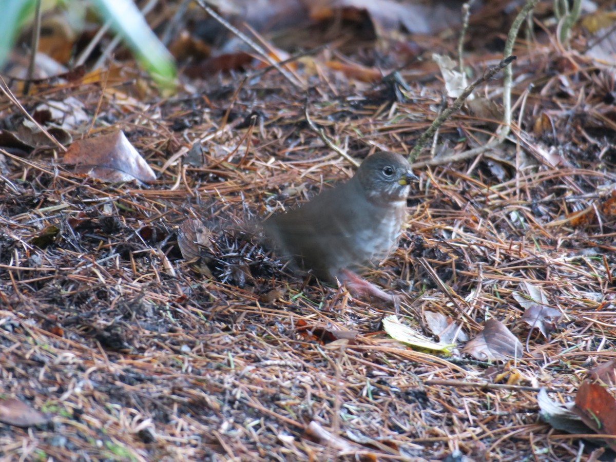 Fox Sparrow - ML612575833