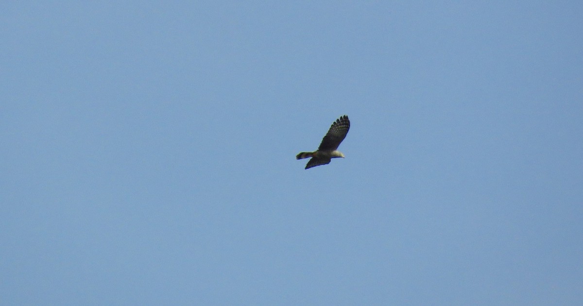 Hook-billed Kite - ML612575893