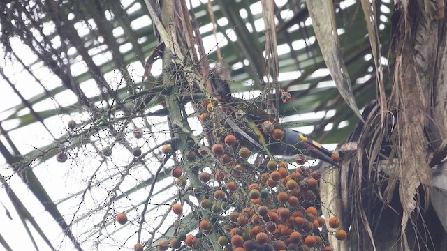 Plate-billed Mountain-Toucan - ML612575965