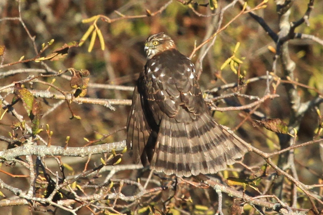 Sharp-shinned Hawk - ML612575967