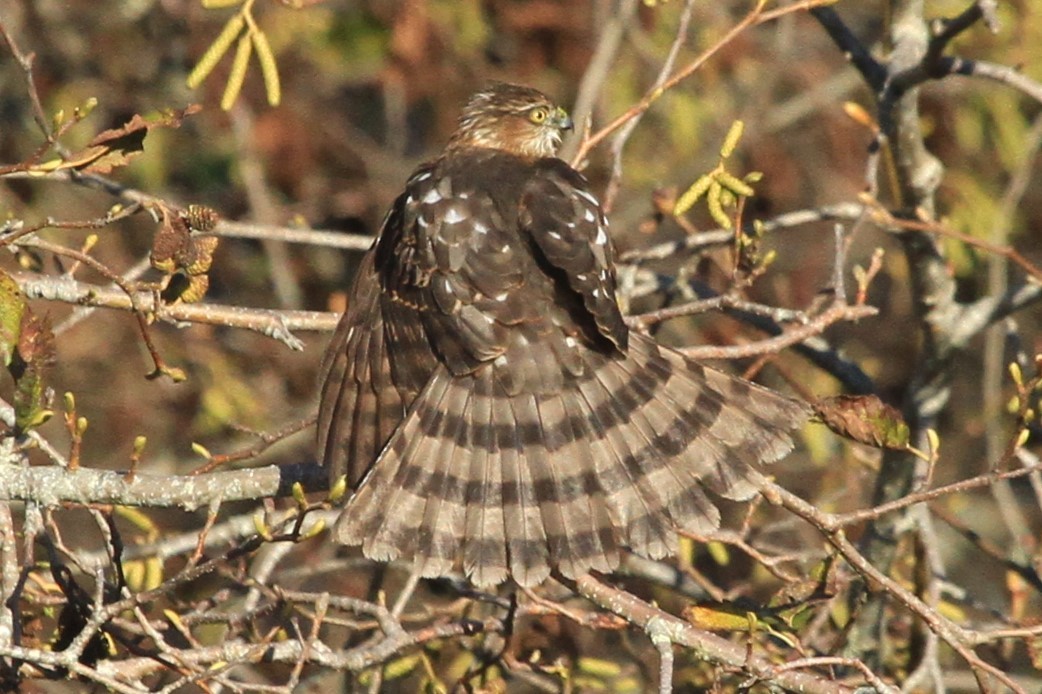Sharp-shinned Hawk - ML612575968