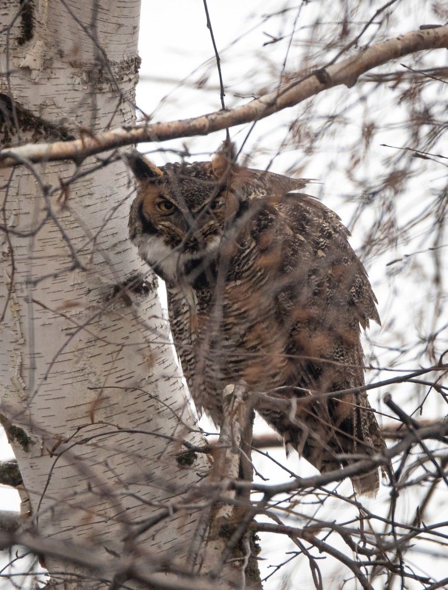 Great Horned Owl - ML612575984