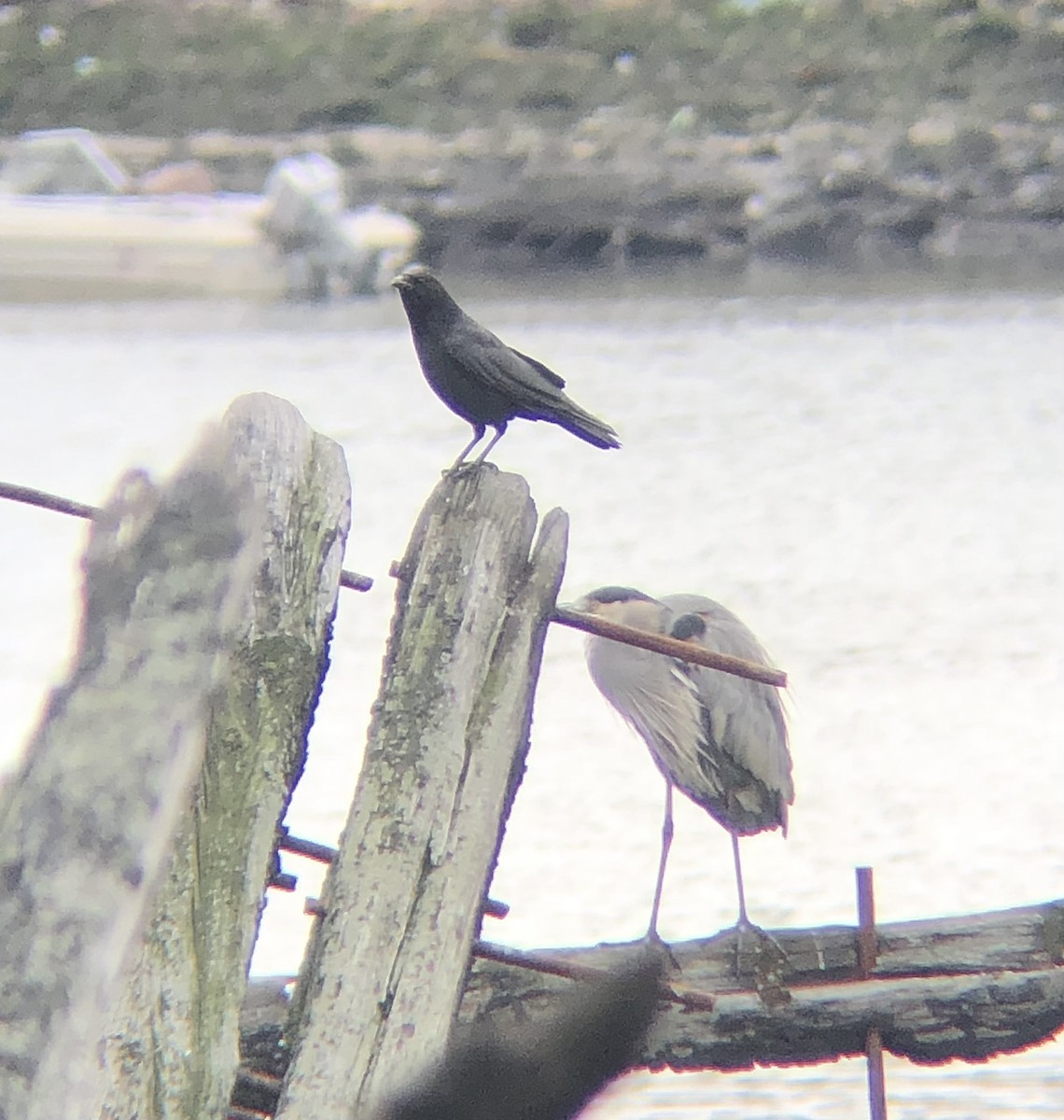 American Crow - ML612575999