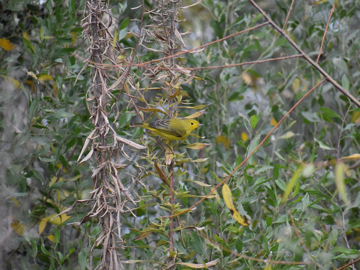 Yellow Warbler - ML612576199