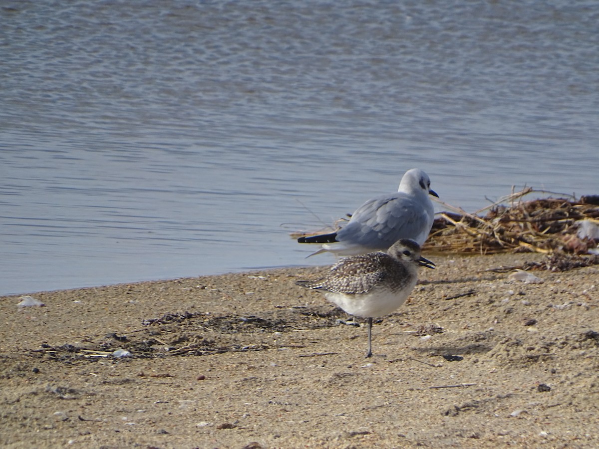 Black-bellied Plover - ML612576222