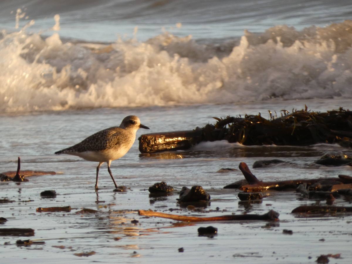 Black-bellied Plover - ML612576257