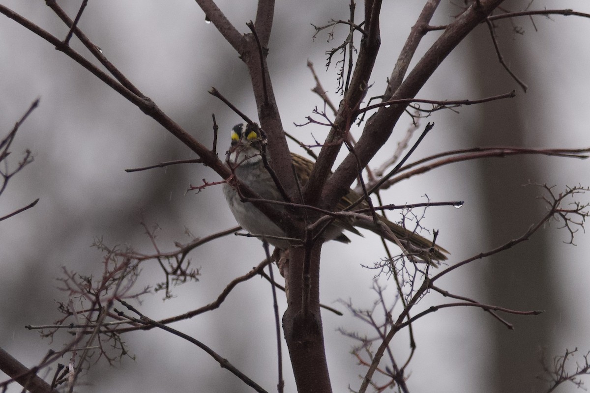 White-throated Sparrow - ML612576302