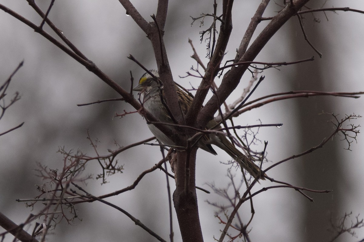 White-throated Sparrow - ML612576303