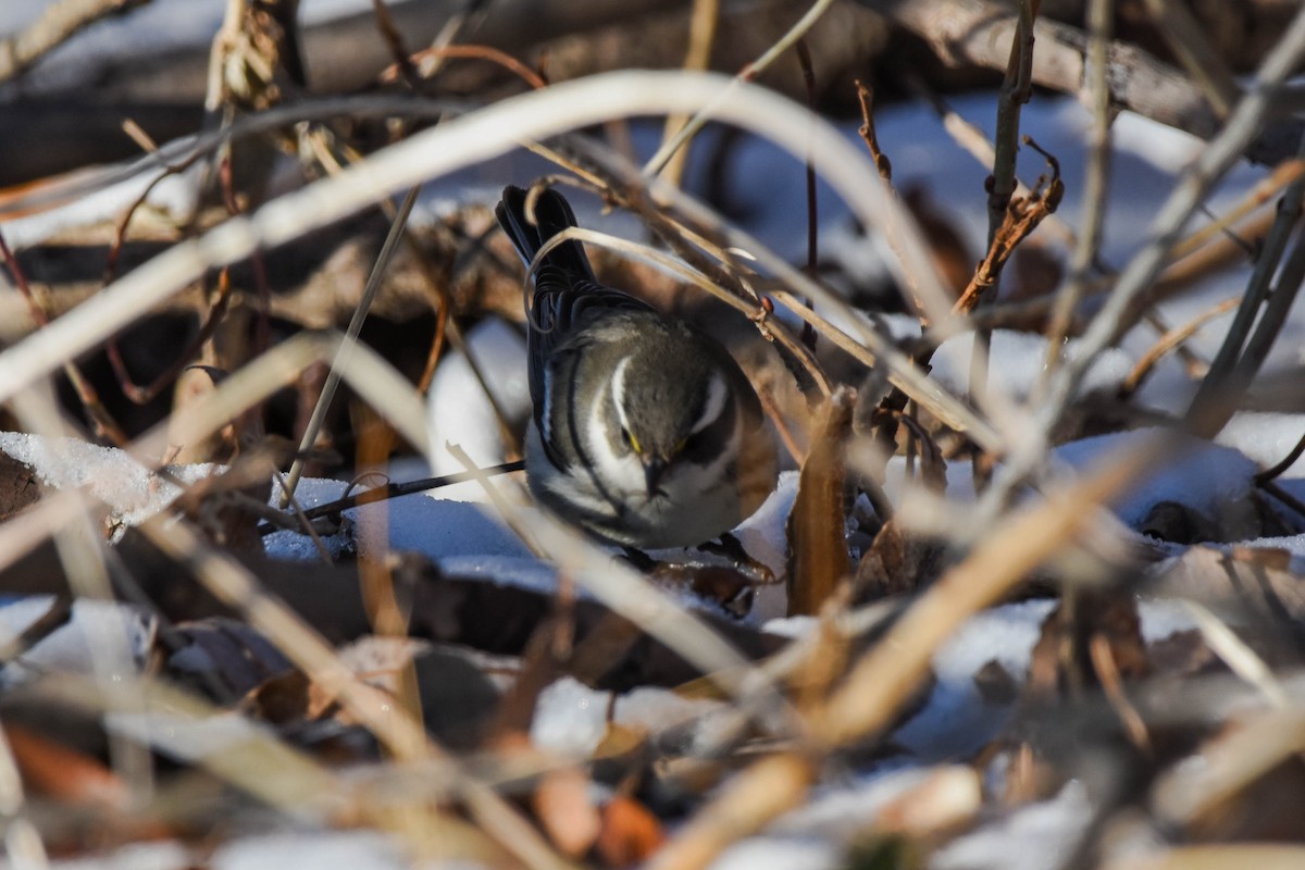 Black-throated Gray Warbler - Jacoba Freeman