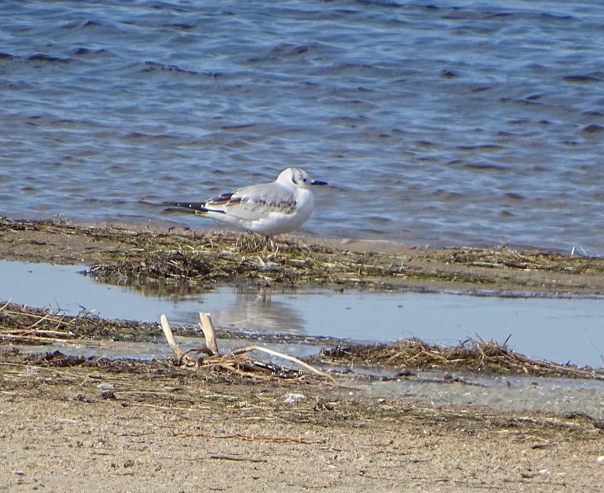 Bonaparte's Gull - ML612576324