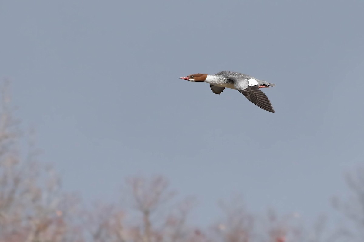 Common Merganser - ML612576349