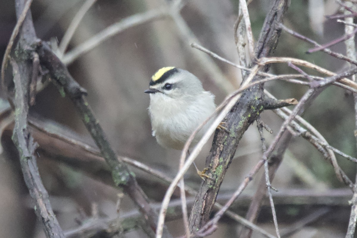 Golden-crowned Kinglet - ML612576353