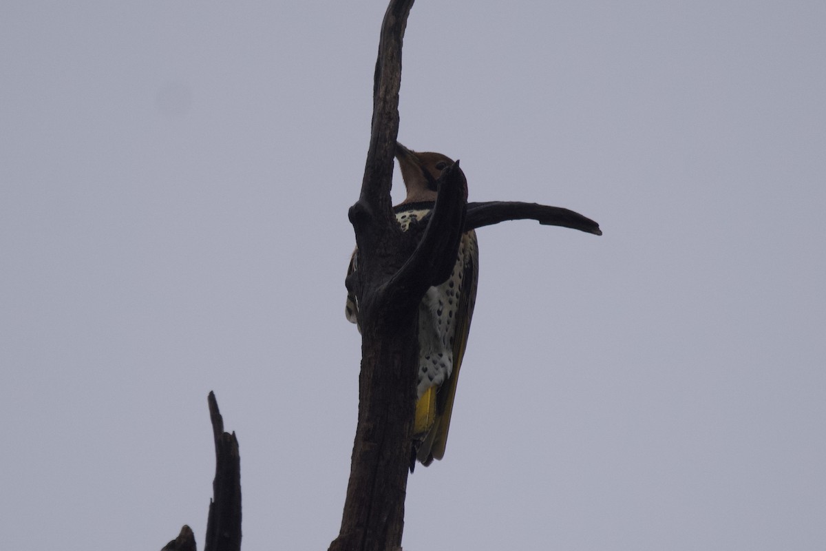 Northern Flicker - ML612576360