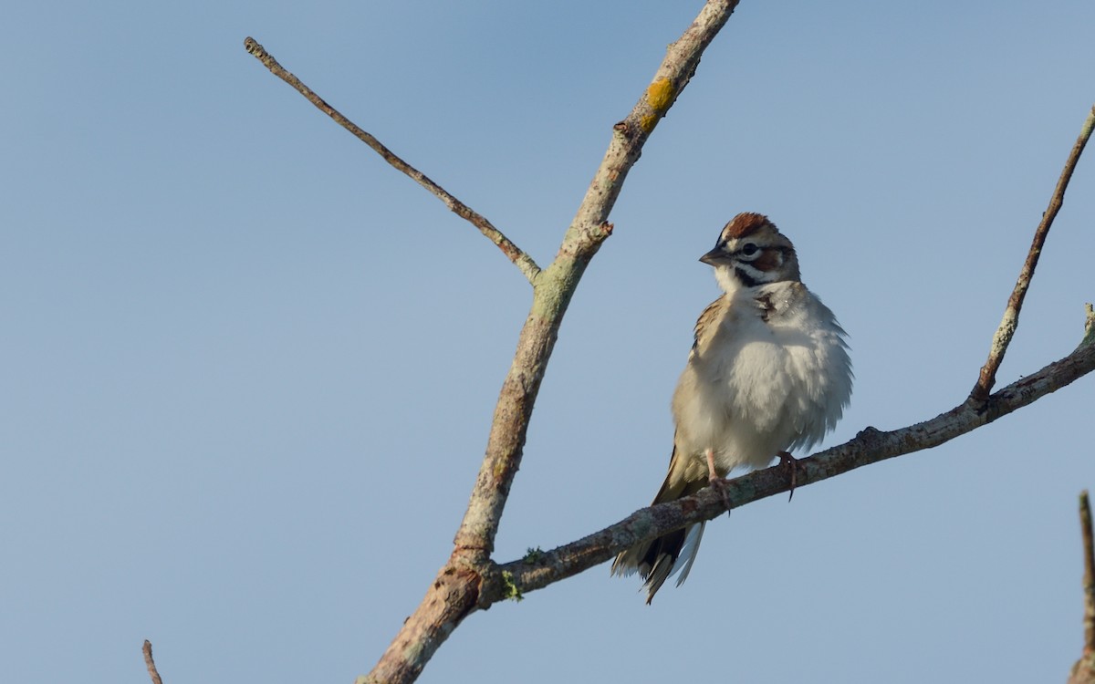 Lark Sparrow - Luis Trinchan